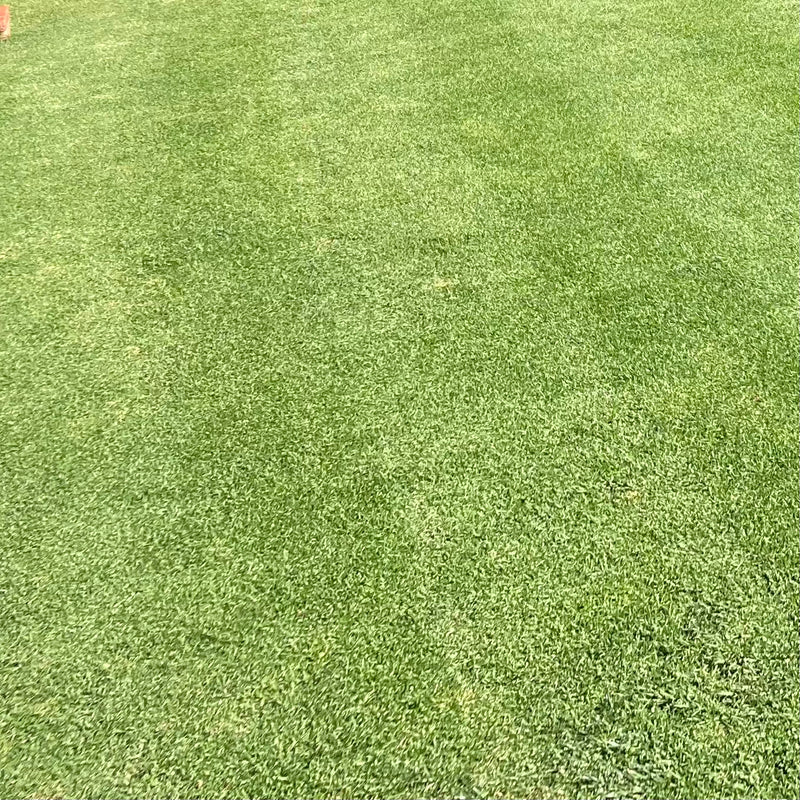 Kikuyu Lawn Seed